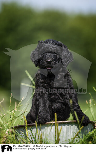 Labradoodle Welpe im Eimer / Labradoodle puppy in bucket / MW-23623