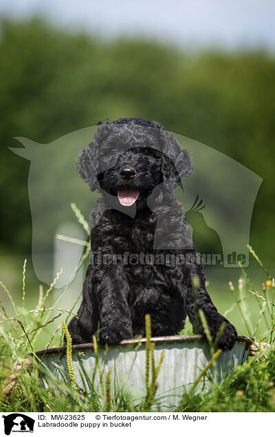 Labradoodle Welpe im Eimer / Labradoodle puppy in bucket / MW-23625