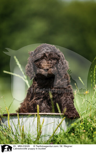 Labradoodle puppy in bucket / MW-23626
