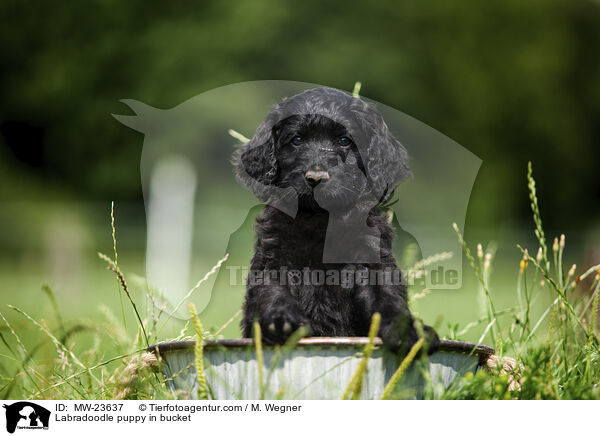 Labradoodle puppy in bucket / MW-23637