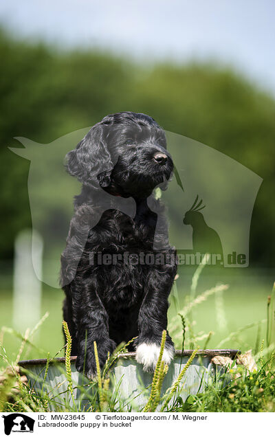 Labradoodle puppy in bucket / MW-23645
