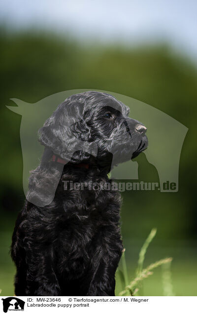 Labradoodle Welpe Portrait / Labradoodle puppy portrait / MW-23646