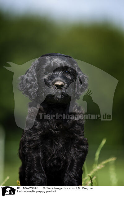 Labradoodle puppy portrait / MW-23648