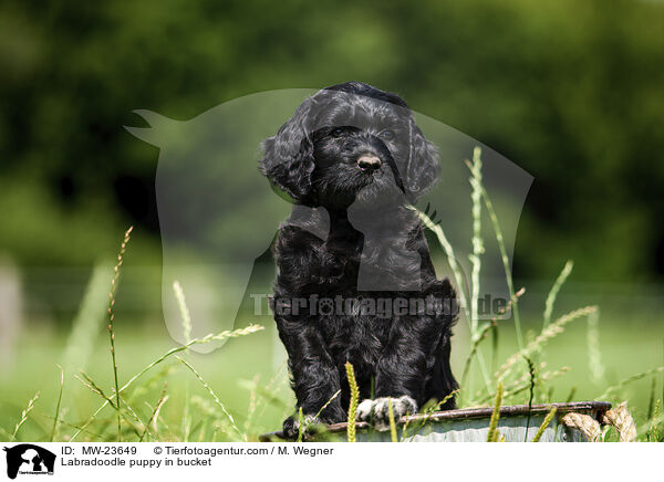 Labradoodle puppy in bucket / MW-23649