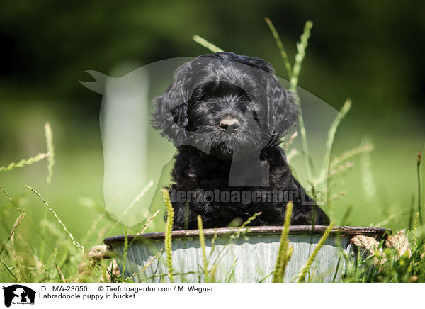 Labradoodle puppy in bucket / MW-23650