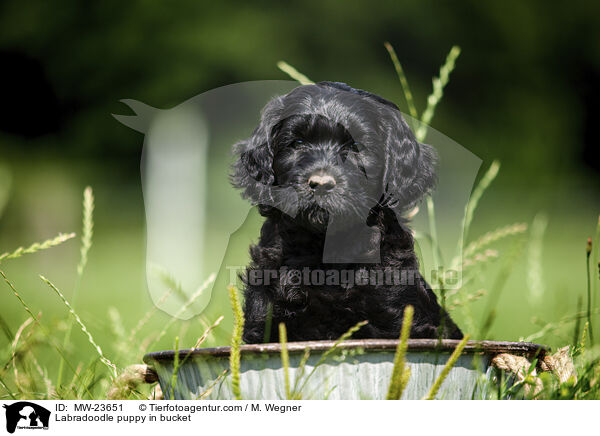 Labradoodle puppy in bucket / MW-23651
