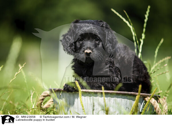 Labradoodle Welpe im Eimer / Labradoodle puppy in bucket / MW-23658