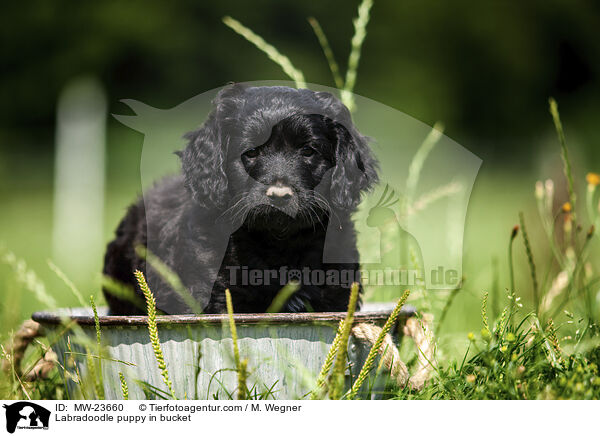 Labradoodle Welpe im Eimer / Labradoodle puppy in bucket / MW-23660