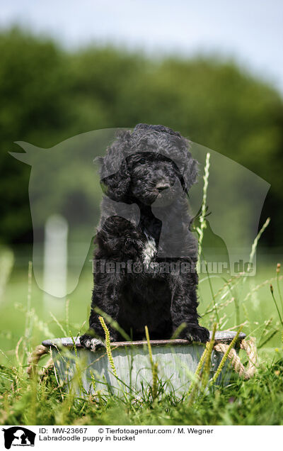 Labradoodle Welpe im Eimer / Labradoodle puppy in bucket / MW-23667