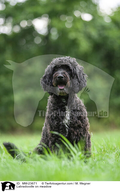 Labradoodle auf Wiese / Labradoodle on meadow / MW-23671