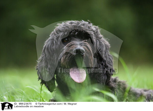 Labradoodle auf Wiese / Labradoodle on meadow / MW-23675