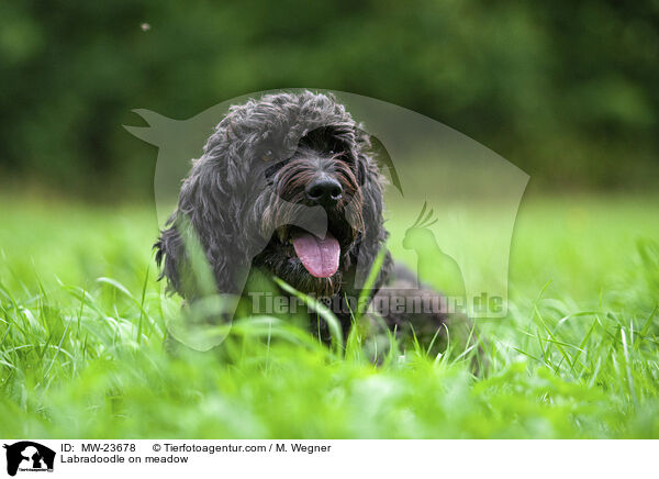 Labradoodle auf Wiese / Labradoodle on meadow / MW-23678