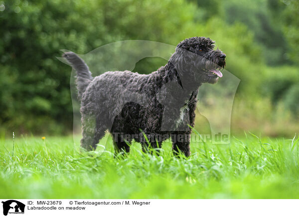 Labradoodle auf Wiese / Labradoodle on meadow / MW-23679