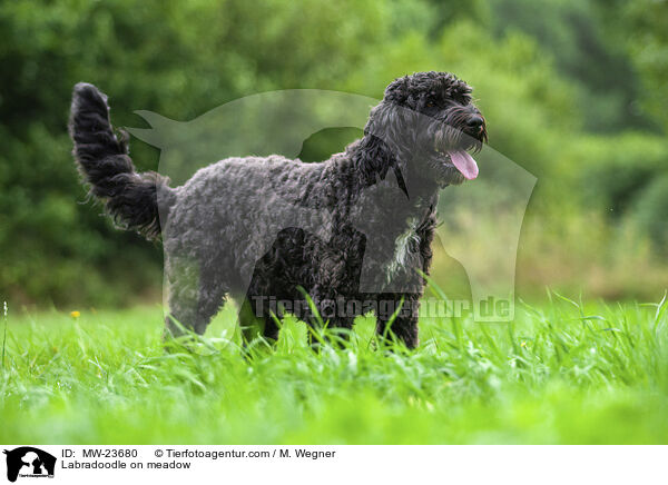 Labradoodle auf Wiese / Labradoodle on meadow / MW-23680