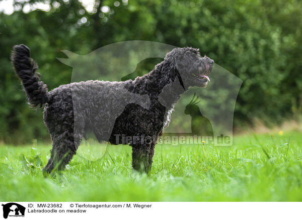 Labradoodle auf Wiese / Labradoodle on meadow / MW-23682
