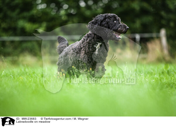 Labradoodle auf Wiese / Labradoodle on meadow / MW-23683