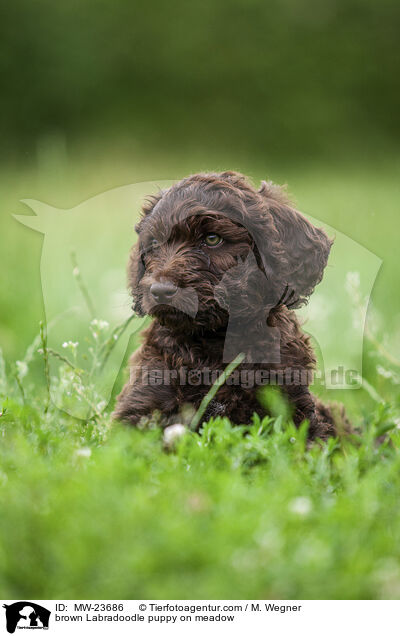 brauner Labradoodle Welpe auf Wiese / brown Labradoodle puppy on meadow / MW-23686