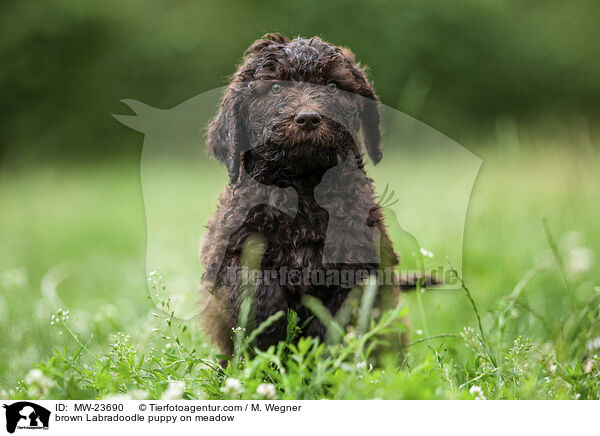 brauner Labradoodle Welpe auf Wiese / brown Labradoodle puppy on meadow / MW-23690