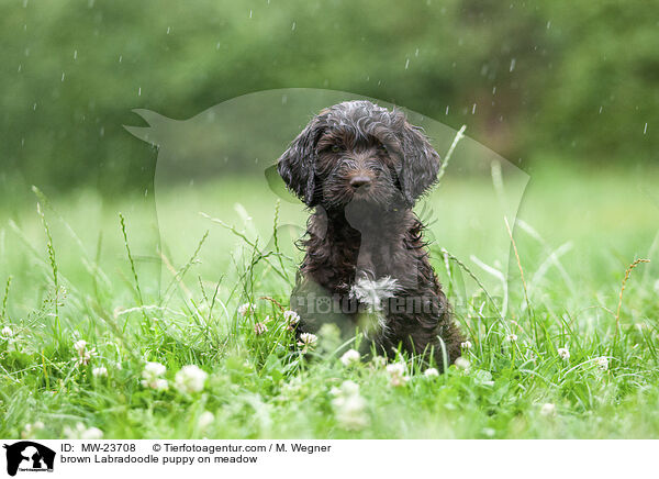 brauner Labradoodle Welpe auf Wiese / brown Labradoodle puppy on meadow / MW-23708