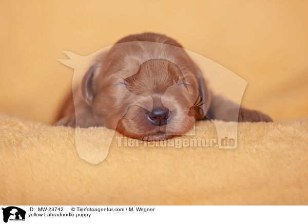 yellow Labradoodle puppy / MW-23742