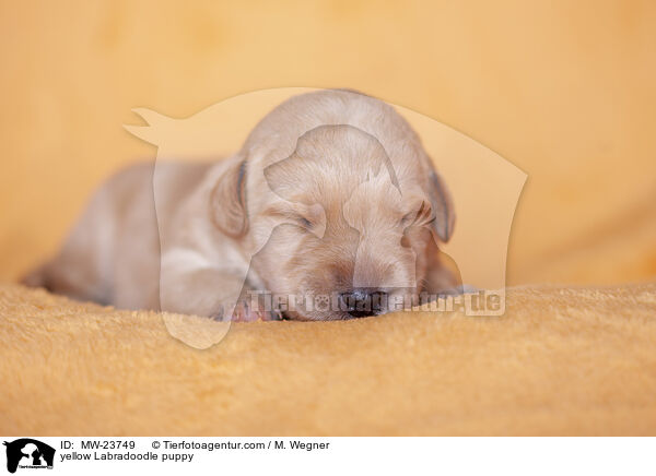 yellow Labradoodle puppy / MW-23749