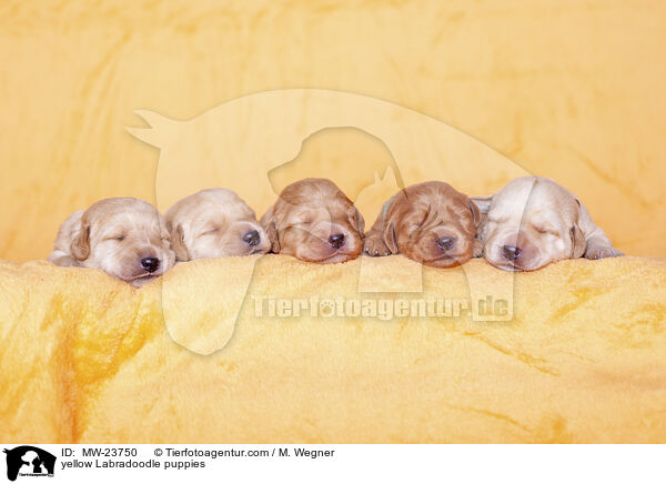 yellow Labradoodle puppies / MW-23750