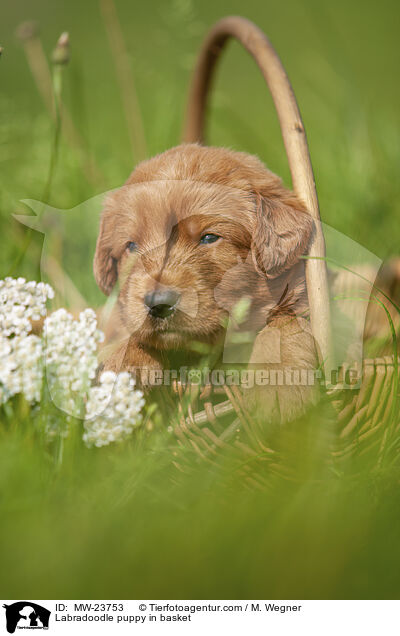 Labradoodle puppy in basket / MW-23753