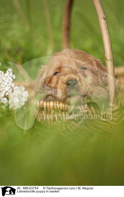 Labradoodle Welpe im Krbchen / Labradoodle puppy in basket / MW-23754