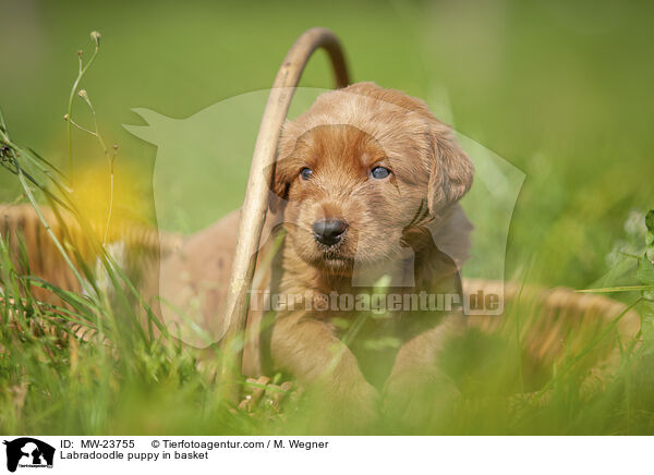Labradoodle puppy in basket / MW-23755