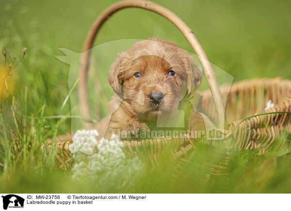 Labradoodle puppy in basket / MW-23756