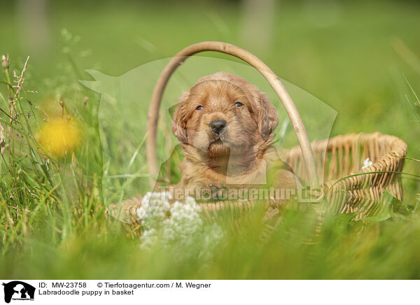 Labradoodle puppy in basket / MW-23758