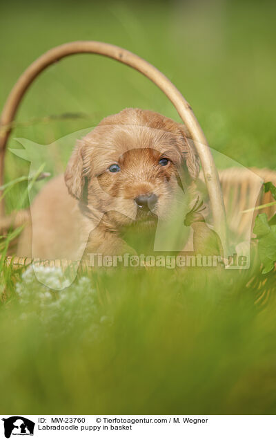 Labradoodle puppy in basket / MW-23760