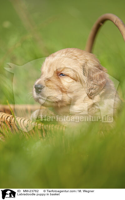 Labradoodle Welpe im Krbchen / Labradoodle puppy in basket / MW-23762