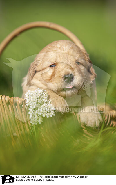 Labradoodle puppy in basket / MW-23763