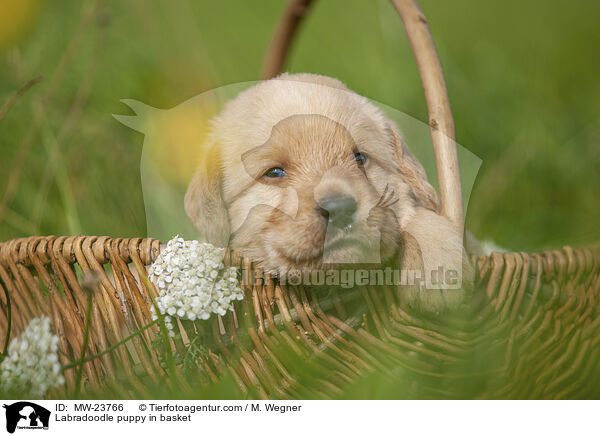 Labradoodle puppy in basket / MW-23766