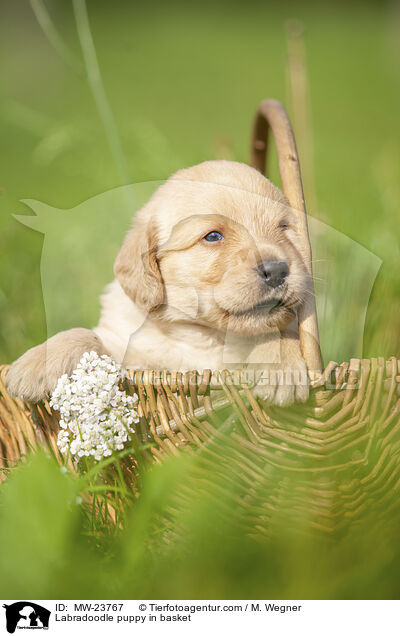 Labradoodle Welpe im Krbchen / Labradoodle puppy in basket / MW-23767