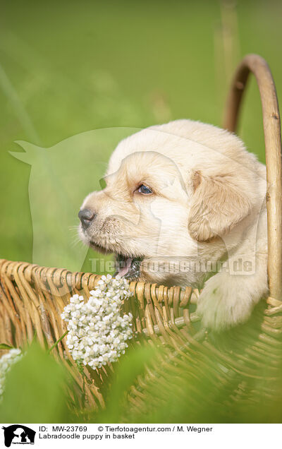 Labradoodle puppy in basket / MW-23769