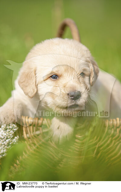 Labradoodle Welpe im Krbchen / Labradoodle puppy in basket / MW-23770