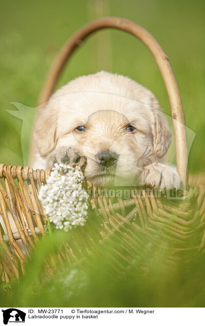 Labradoodle puppy in basket / MW-23771