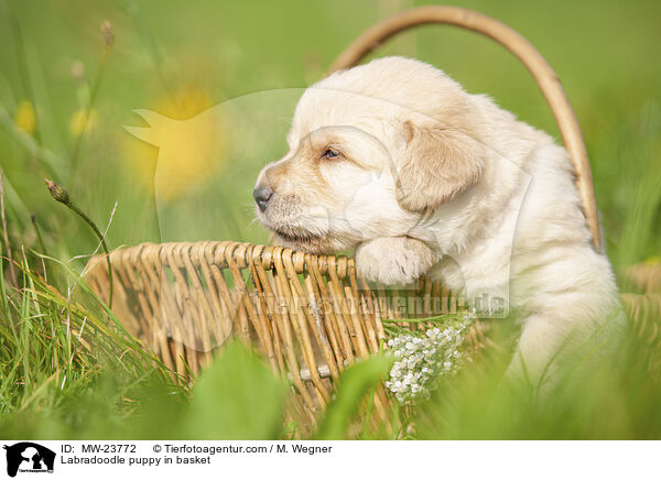 Labradoodle puppy in basket / MW-23772