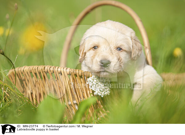 Labradoodle Welpe im Krbchen / Labradoodle puppy in basket / MW-23774