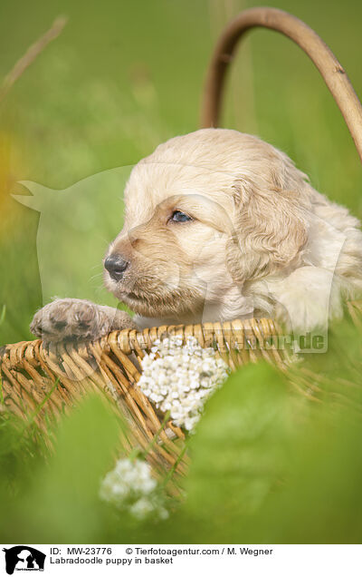 Labradoodle Welpe im Krbchen / Labradoodle puppy in basket / MW-23776