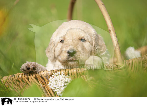 Labradoodle Welpe im Krbchen / Labradoodle puppy in basket / MW-23777