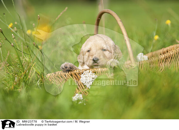 Labradoodle Welpe im Krbchen / Labradoodle puppy in basket / MW-23778