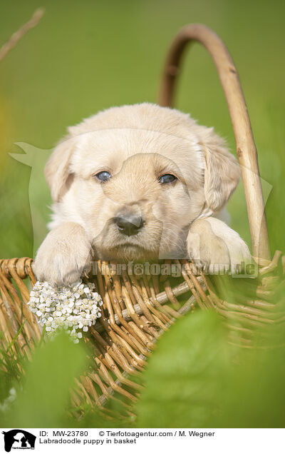 Labradoodle Welpe im Krbchen / Labradoodle puppy in basket / MW-23780