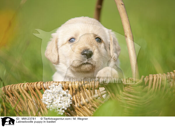 Labradoodle Welpe im Krbchen / Labradoodle puppy in basket / MW-23781