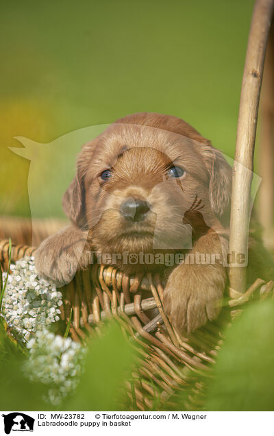 Labradoodle Welpe im Krbchen / Labradoodle puppy in basket / MW-23782