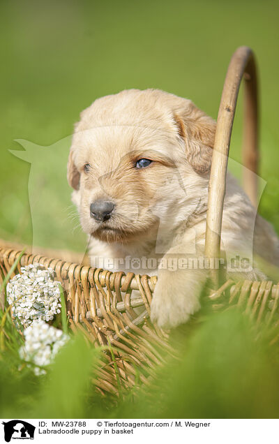 Labradoodle Welpe im Krbchen / Labradoodle puppy in basket / MW-23788