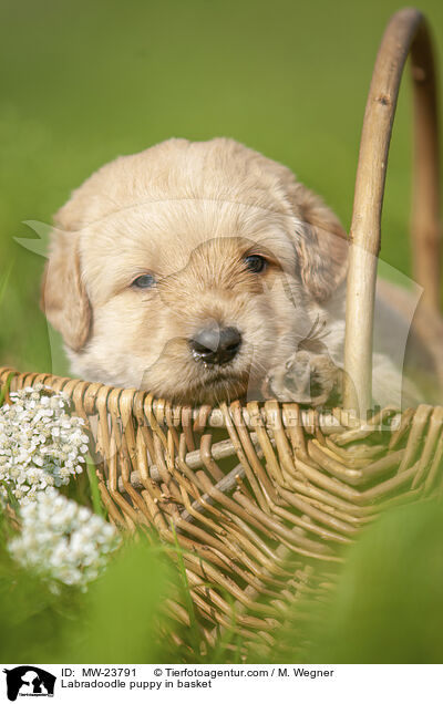 Labradoodle Welpe im Krbchen / Labradoodle puppy in basket / MW-23791