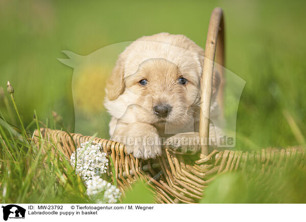 Labradoodle puppy in basket / MW-23792